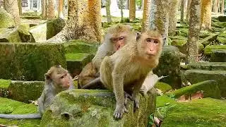 The Adult Plaster Monkey Did Not Want To Be Independent  He Always Need Mom Hugging and Comforts