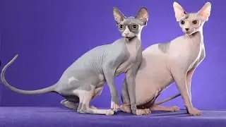 The most popular cat in the world