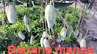 Thai banana mango ka mother plant || #9734020436 #fruit #everfit #manga #banana mango ka kheti