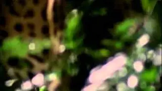 Nat Geo Wild Russia-Continiuty and Promos(17.10.2011)