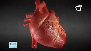Todo sobre el coraz&oacute;n explicado en un solo video