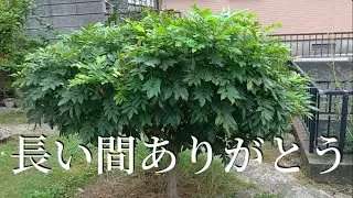 藤の伐根で疲労困憊｜オミナエシ、モクビャッコウ、シロタエギクの移植｜10月下旬