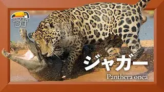 ジャガー　泳ぐ巨大ネコ