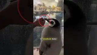 Умный пингвин отказывается от еды, пока она не станет идеальной 🐧 #шорты #пингвин