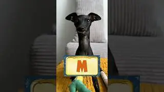 RивлетаЦьная АбЕтка #галнилевлетка #шабакабабака #левретка