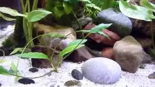 Sewellia sp spotted and Aborichthys elongatus