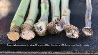Canola Watch: Blackleg Scouting