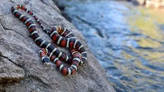 Pyro! Utah mountain Kingsnake! Sept 2nd, 2022.