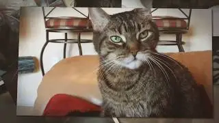 Pet / Cat Memorial - A tribute to Kyle