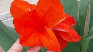 केली के पौधे की देखभाल (Canna lily plant's care tips)