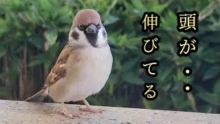  宇チュン人  コーンヘッド🌽　【すずめ日記】