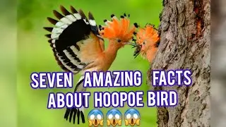 Seven Amazing Facts  About Hoopoe Bird😱😱#birds