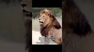 In Memory of Beautiful Othawa male.💫 #lion #majingilane #mapogo #sabisands