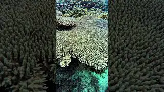 🔰 Acropora Coral Reef     #marinelife #coral #underwaterworld #coralreef #youtubeshorts #youtuber