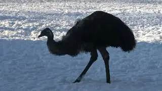Neighborhood animal park De Rippert in the snow.