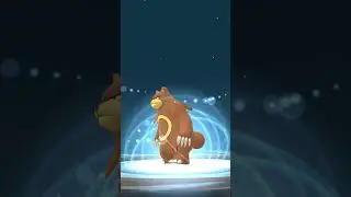 Evolve my Hundo Ursaring into Ursaking🐻