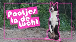 Hondentrucjes | Hoe leer je je hond pretty