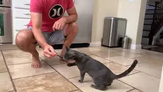Meet Kiwi the clever kitten!