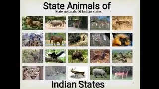 State Animals of Indian States.