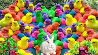 Ayam Lucu,Ayam pelangi Rainbow imut,ayam warna warni dan Bebek Lucu