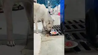 🐕&zwj;🦺 Feed for street Pets | #VigneshInsidePassion #shorts #shortsvideo #shortsfeed #shortsvira #short