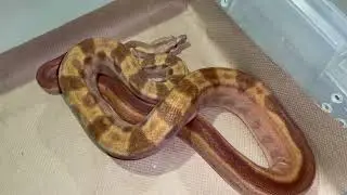 RC Pastel Hypo Jungle Motley Het VPI breed ready male
