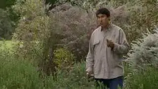 The Garden Gurus - Plant Profile: Eremophila