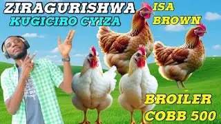 🥚🥚GURA ISA BROWN UBONE AMAGIMESHI na BROILER COBB 500 ZINYAMA