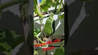 Visitando mis #ZAPALLO #ANCO #huertourbano #garden #CALABAZA #plantas #gardening #huerto #jardin