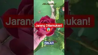 Keindahan Langka! Teratai Merah yang Jarang Terlihat 🌺✨ #viral #flowers #shorts