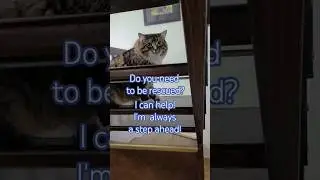 Steppenwolf, meet Steppin' Tiger! He's a hero #hero #cats #funny #shorts #viral #catsworld