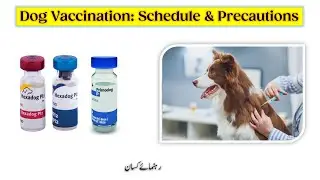 Dog Vaccination Schedule| Pet Vaccination practices|  Core vs Non Core vaccines| Rahnumay Kisan