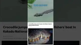Crocodile Attacks Fisherman in Australia