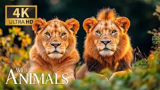 Wild Animals in Natural Harmony 4K 🐾 Visionary Quest into Wildlife Frontiers with Serene Piano Tunes