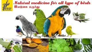 Natural medicine for all type of birds in Tamil