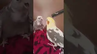 #fighter#angry#birds#love#vlog#instagram#facebook#fact#cocktail#comedy#vadivelu#santhanam#senthil#