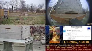 2026/1/13 Single Undertaker Honey Bee on a Mission - Winter Housekeeping
