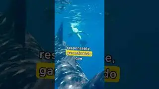 Mundo del Tibur&oacute;n Ballena #criaturas #documentalmarino #documentalanimal #maravillassubacu&aacute;ticas