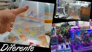 A maior Feira de Peixes Ornamentais  Parte 01