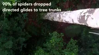 Amazing 'Flying' Spiders Glide to Safety | Video