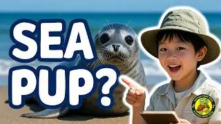 What Is a Seal? | Learn About Seals for Kids | Animals Made Easy