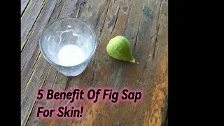 Top 5 Skincare Benefits of Organic Fig Sap 🌿✨