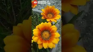 Gazania Plant / Gazania Flower / Winter Flower Plant Gazania / Beautiful Flower #shorts #short