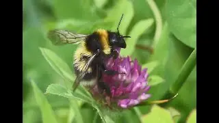 Tuinhommel Bombus hortorum