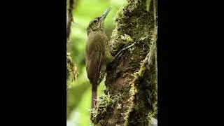 Olive-backed Woodcreeper - Xiphorhynchus triangularis