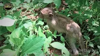 Baby monkey playing hide​ Angkor Daily 358