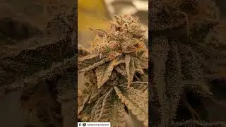 Grown under SunPlix G5 LED grow light