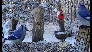 🔴 LIVE Cardinals, Blue Jays, Pileated Woodpeckers in Snowy Michigan - 2/3/2026
