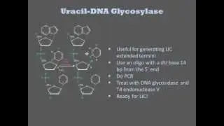 DNA Repair Enzymes