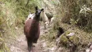 Llama Pack Llamas